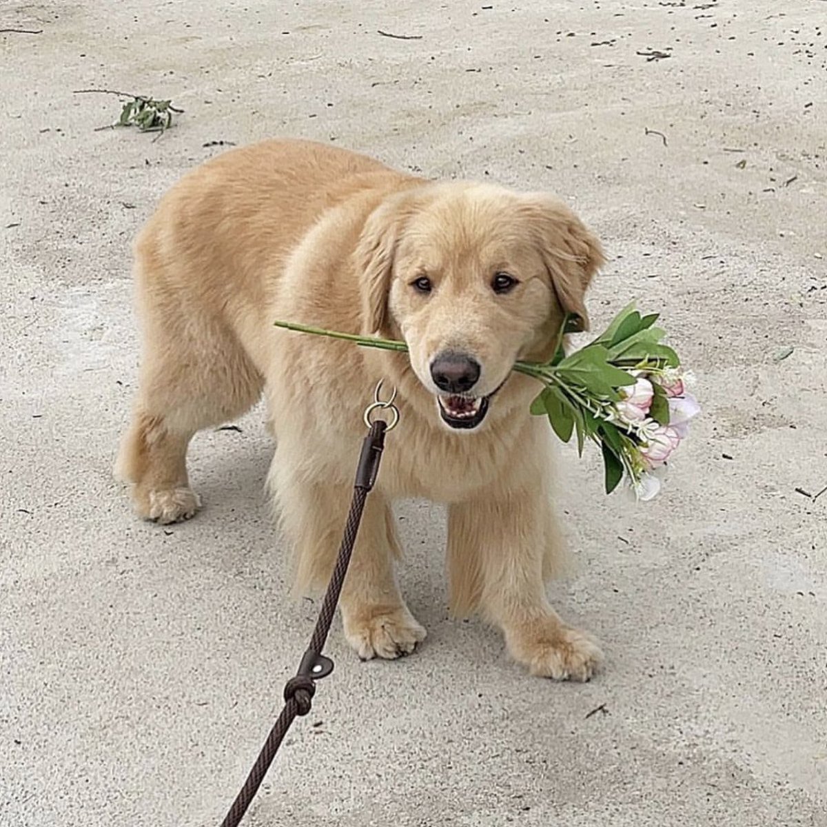 takemybear 🐶 tweet media