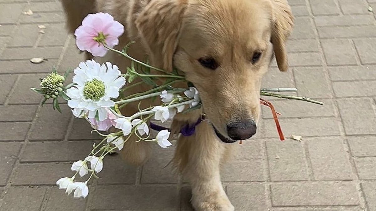 takemybear 🐶 tweet media