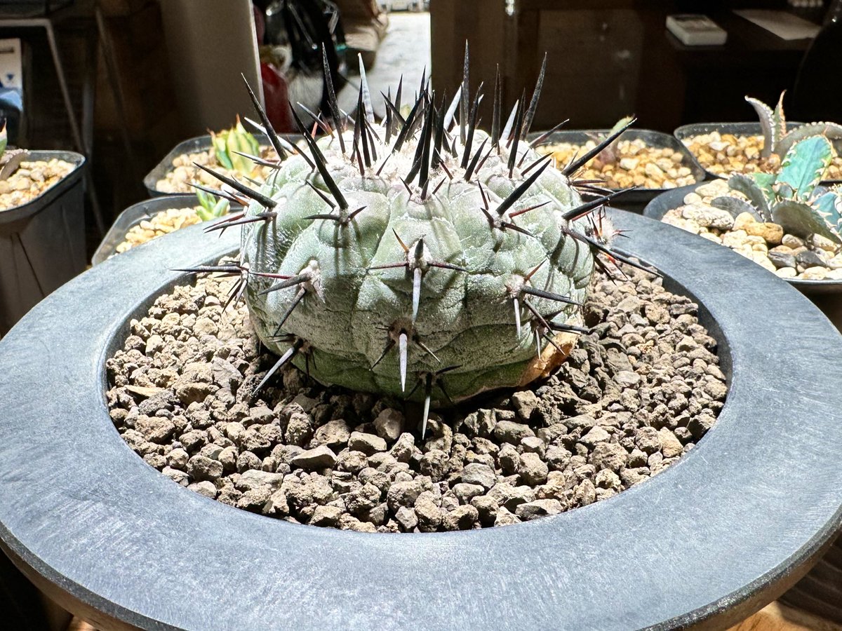 FKGS_2017's tweet image. 黒王丸植え替え。
買った時に台残しになってるって言われたので確認も兼ねて。
自根にしたいが自信ないのでそのままイン！

#コピアポア
#黒王丸