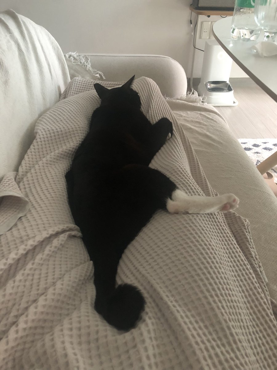 도도다다냥 (@dodo_dadada) on Twitter photo 