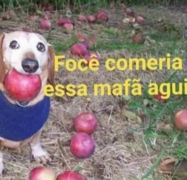shitpostverdade's tweet photo. https://t.co/XlNjq22uYJ