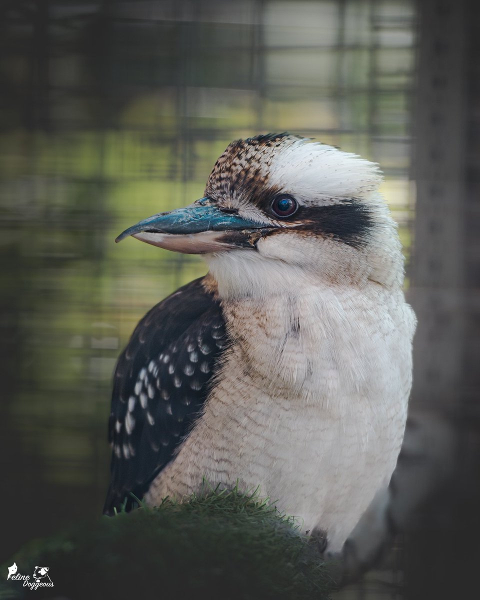 Jen 🐾 Animal Photographer tweet media