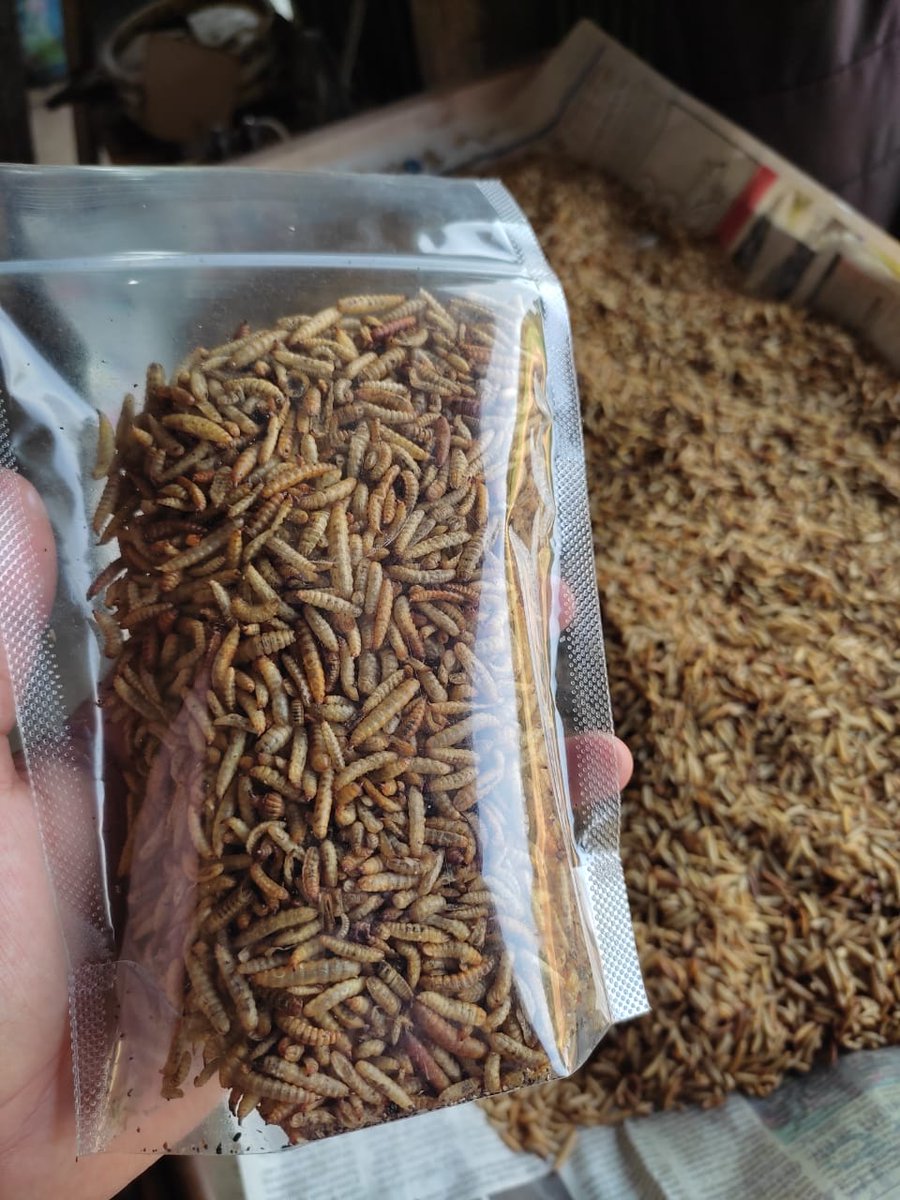 aminhaitami's tweet photo. Selasa (08/05), M. Amin Haitami, Luhkan Kab. OKI, UPR Aryan, Panen Dried Maggot
Kapasitas 20 Kg/Minggu Rp. 55.000/Kg. #GiatLuhkanSatminkalBRPPUPP
#KabOKI
#panen
#luhlapor https://t.co/xmrPms5zQs