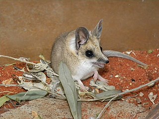 BTW this is what a fatal dumbart, I mean fat-tailed dunnart looks like :-) (photo: Alan, Wikipedia)