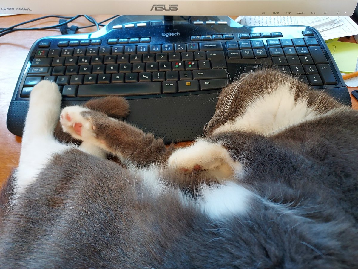 boris_isaksson's tweet photo. The work is suspended!
#cats #distancework https://t.co/aj112eIm7K