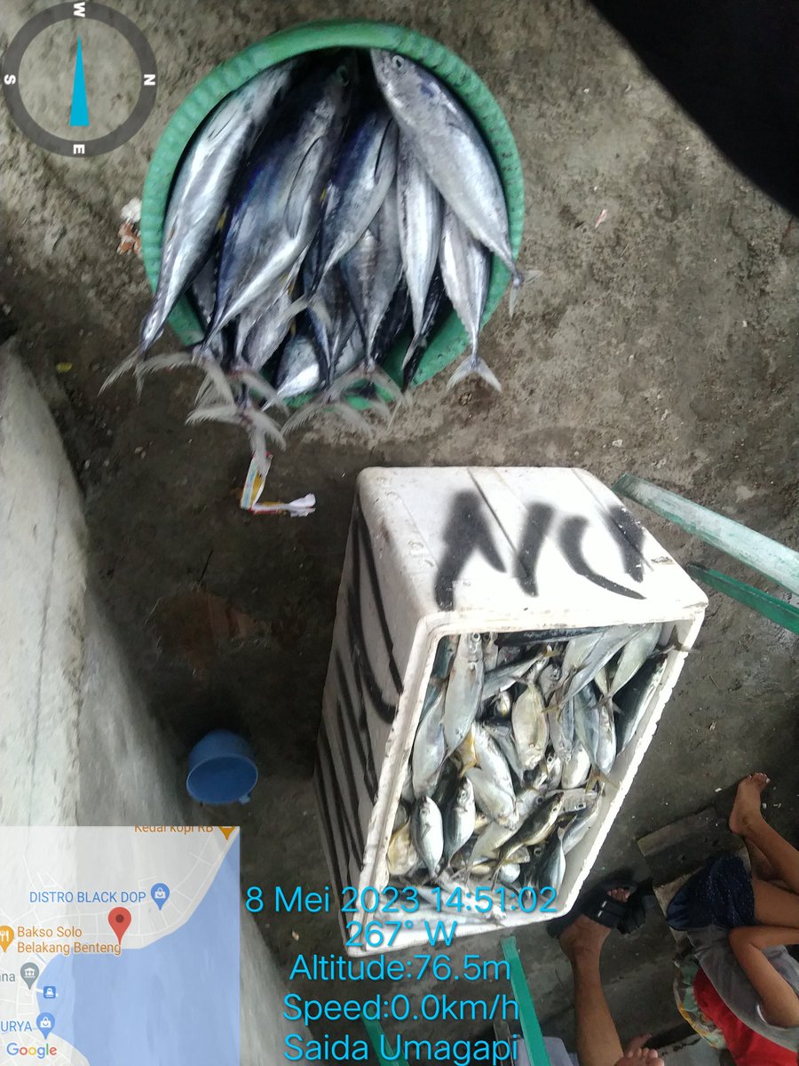 SaidaUmagapi's tweet photo. Seninntgl08/05/ 2023 Saida Umagapi Luhkan Sula Bp3ambon Melaporkan hasil tangkapan KUB Tuna Sejahtera 
Ikan Beby Tuna/Cakalang dan Malalugis 250 kg dengan harga jual
25,000,000/kg 
#GiatLuhkanSulaBp3Ambon
#LuhlaporKP
#SatminkalBp3Ambon https://t.co/e37sLBM9w6
