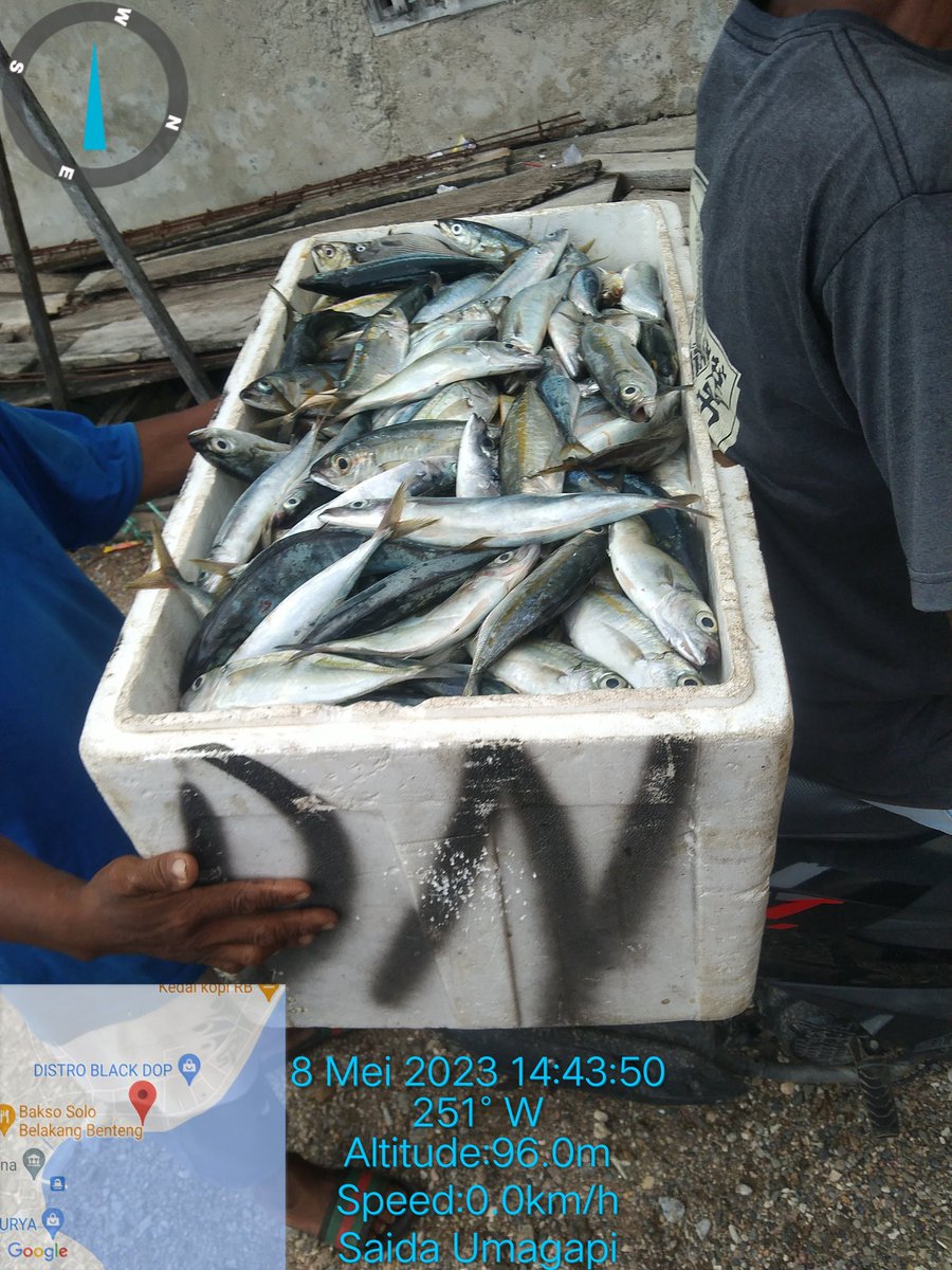SaidaUmagapi's tweet photo. Seninntgl08/05/ 2023 Saida Umagapi Luhkan Sula Bp3ambon Melaporkan hasil tangkapan KUB Tuna Sejahtera 
Ikan Beby Tuna/Cakalang dan Malalugis 250 kg dengan harga jual
25,000,000/kg 
#GiatLuhkanSulaBp3Ambon
#LuhlaporKP
#SatminkalBp3Ambon https://t.co/e37sLBM9w6