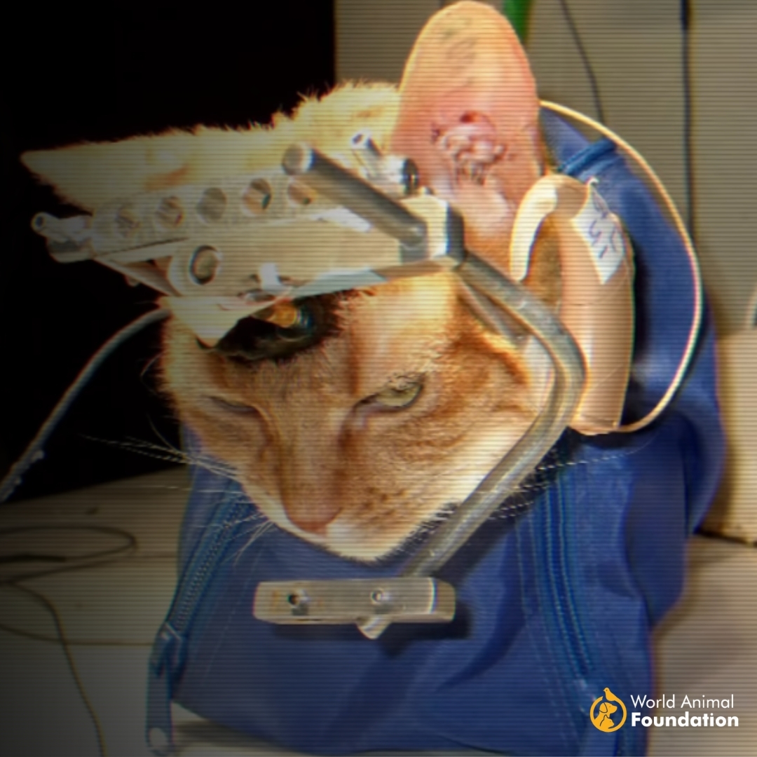 Cosmetics #AnimalTesting to resume after a 25-year ban. Heartbreaking to hear that innocent animals will once again suffer for the sake of vanity. Shame on Tories for failing to stand up for animals again &amp; letting this barbaric practice continue #BanAnimalTesting #AnimalAbuse