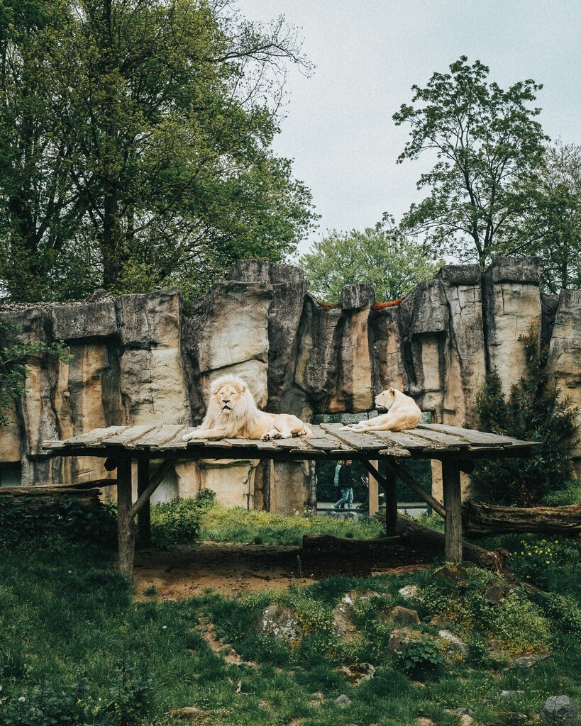 There's something about big cats that draws me. These lions 🦁 at @ouwehands_dierenpark were chilling. The male only raised its head a few times in the half hour we sat at the fence, while my daughter played close by. #leicaq #zoo instagr.am/p/Cr-g1rINRkv/