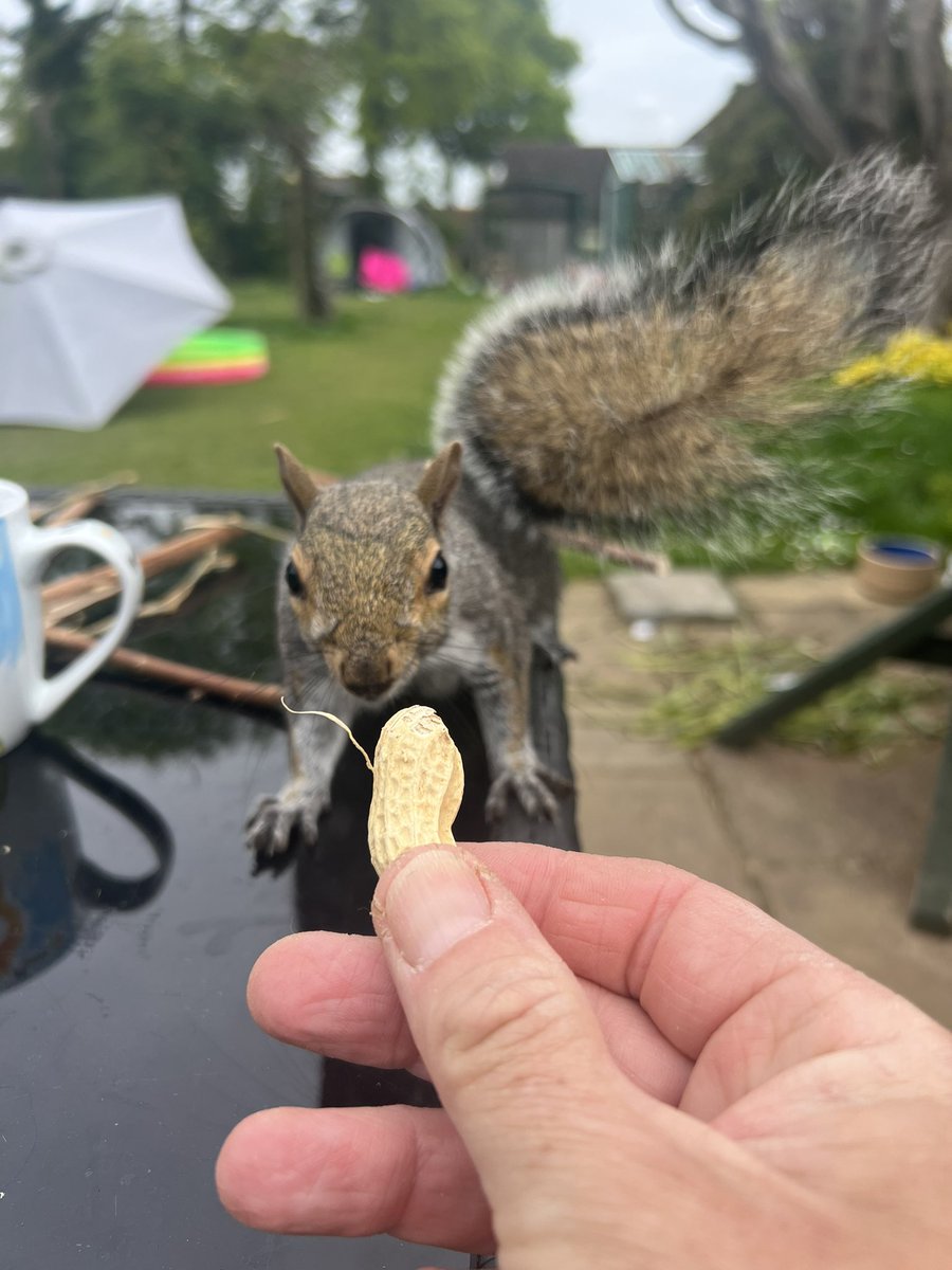 The dogs are snoozing so time for the squirrel to be brave and come for it’s nuts. Fortunately we have lots of nature around us. #Squirrels #NatureAtHome