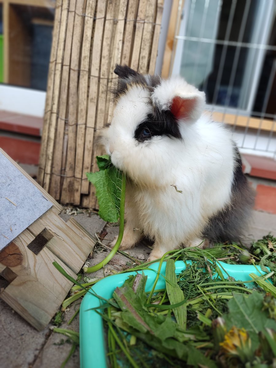 Adventurebunnys's tweet photo. Prinzessin war btw ein bisschen buddeln ♥️ #Bunnies https://t.co/4uZPseieMz
