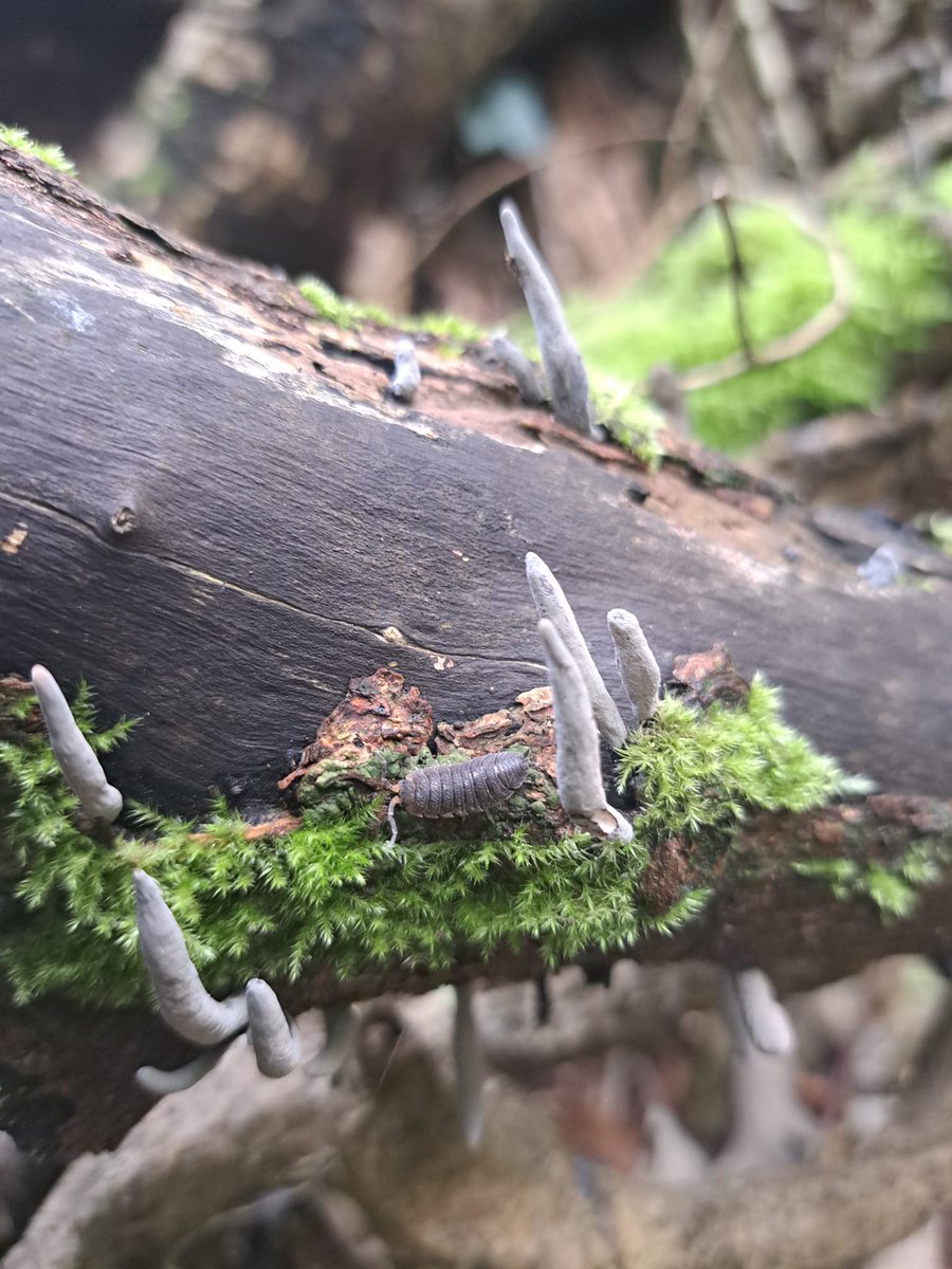 HelenJRBruce1's tweet photo. I found this amazing Dead Man's Fingers fungus growing in the woods on my walk round Loe Pool today. Plus a little woodlouse friend.
#Cornwall #LoeBar #LoePool #walking #fungus #deadmansfingers #PorthlevenPrize https://t.co/2DWTRySheO