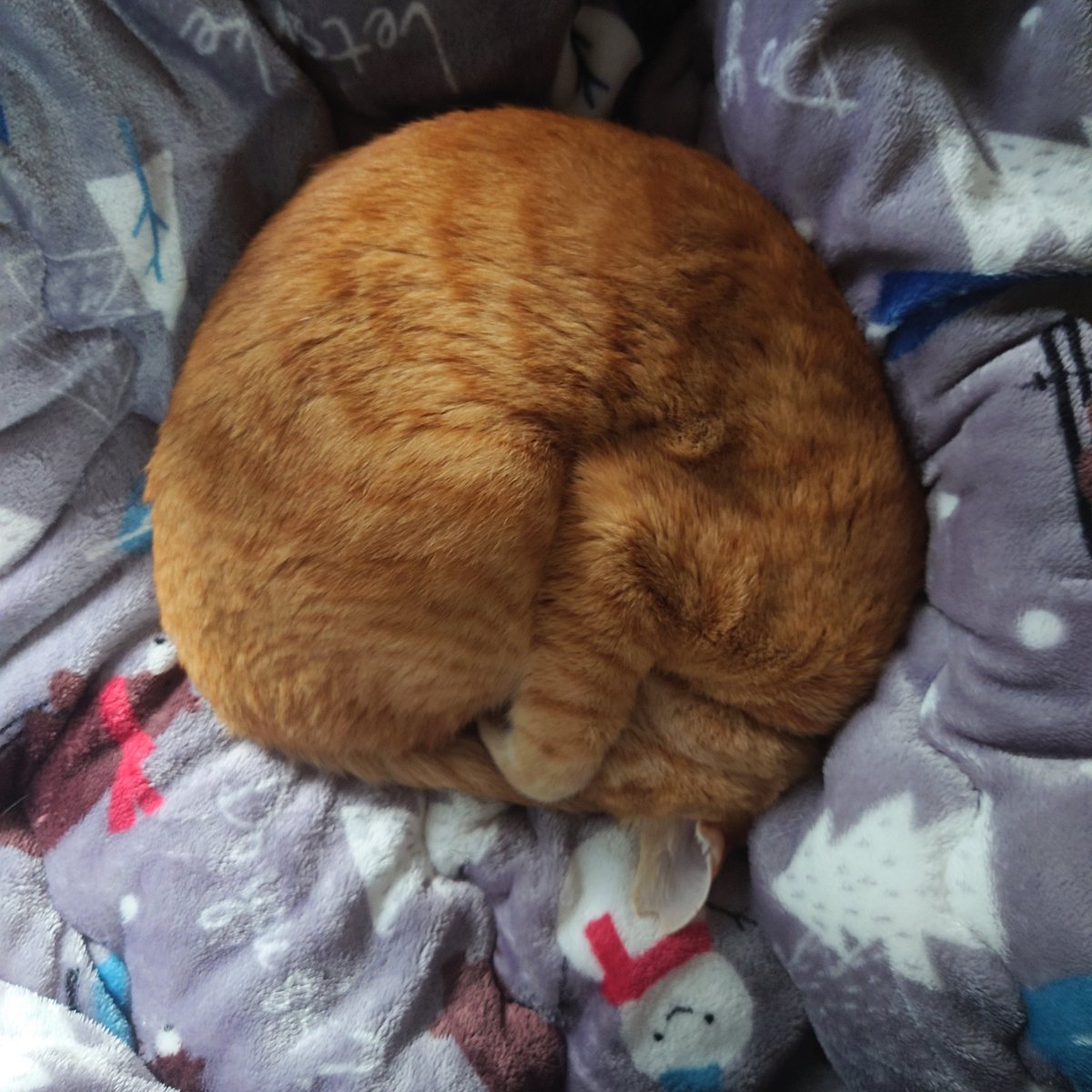 😺今日は肌寒かったから、茶ちゃんの手本のようなニャンモニャイトが見れた😺🤭🥰😻
#保護猫さんと暮らす
#猫好きさんと繋がりたい