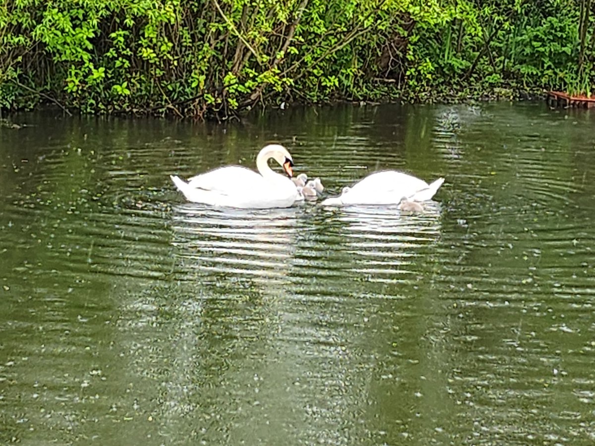 BaggieSarah's tweet photo. Cygnets out for a swim along #Wordsley Canal this morning 🦢 💕 https://t.co/MR3Teh13pT