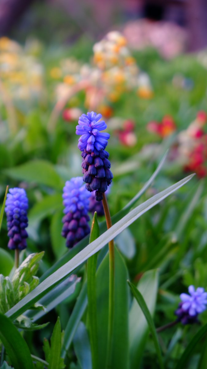 Renkar11's tweet photo. Grape hyacinth https://t.co/j9QKHCREgR