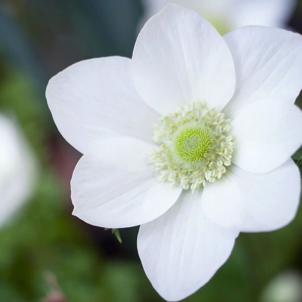 LasaJoyas's tweet photo. Los bulbos empiezan a sorprenderme con flores que llenan las jardineras, esta mañana las anémonas han empezado a florecer, son una maravilla. Esta es 'la novia', su elegancia destaca entre el colorido conjunto.
❁
The bulbs are beginning to surprise m… https://t.co/qSSWQe1nLu https://t.co/kmeV8Zwfvo