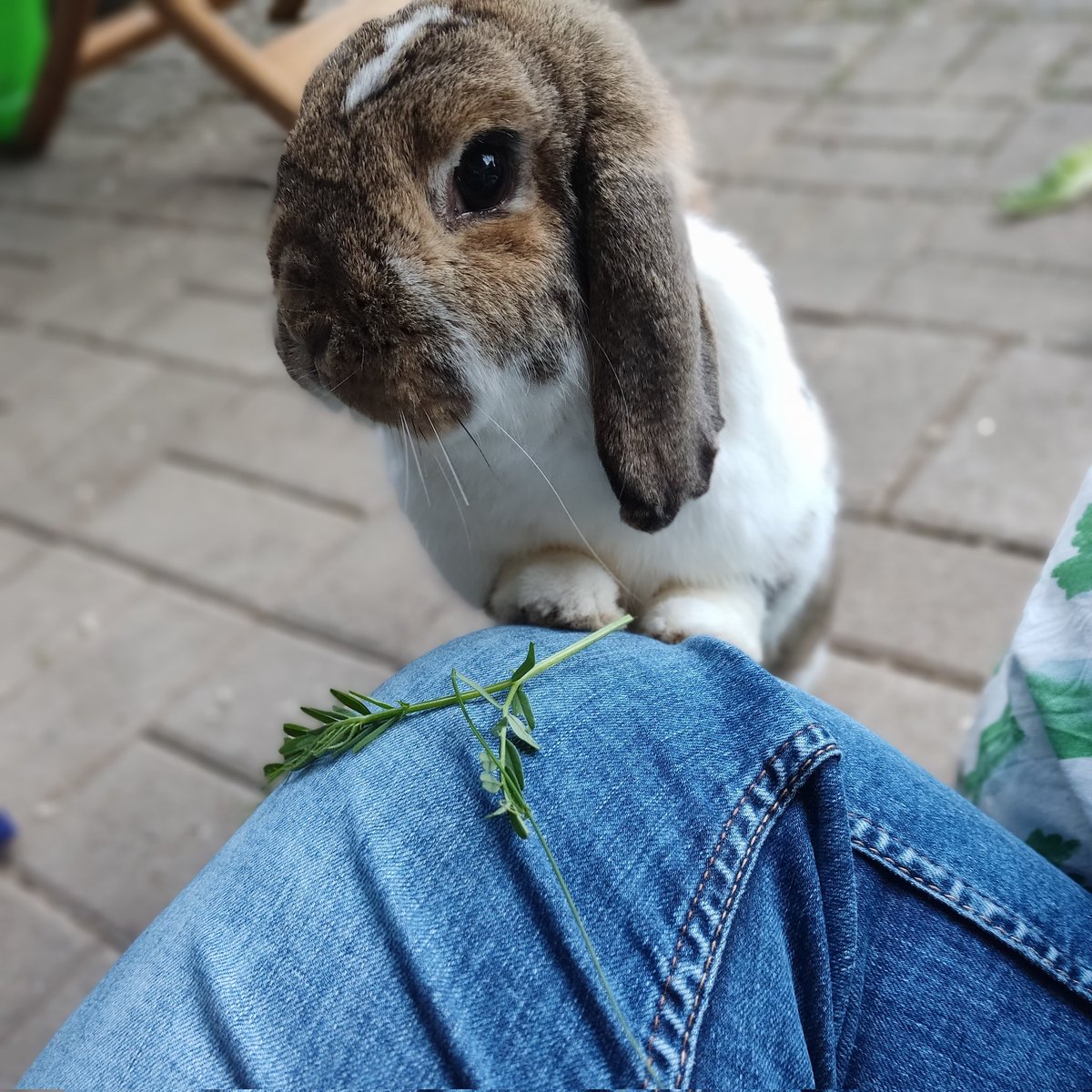 Adventurebunnys's tweet photo. #NeuesProfilfoto https://t.co/sbOzQ8gNIa