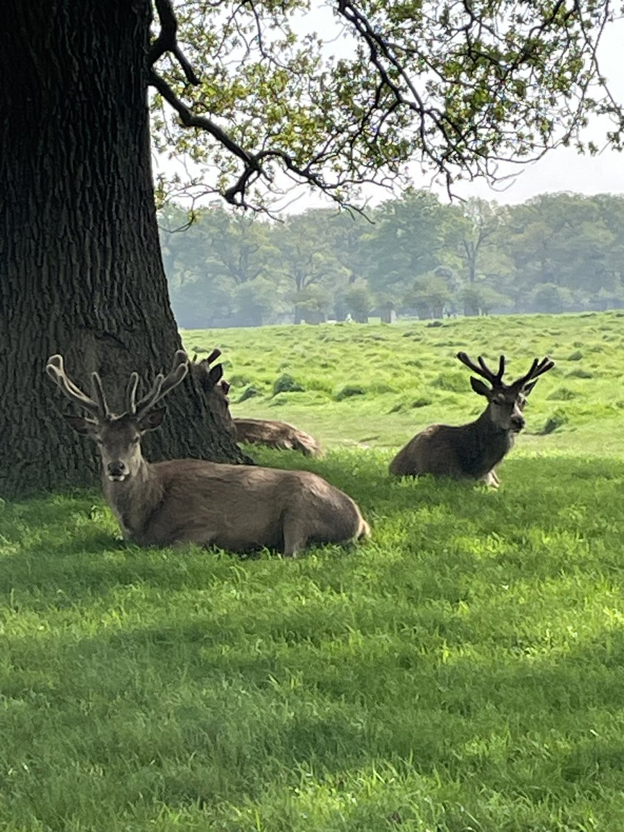 #BushyPark  #deer @BritishDeerSoc