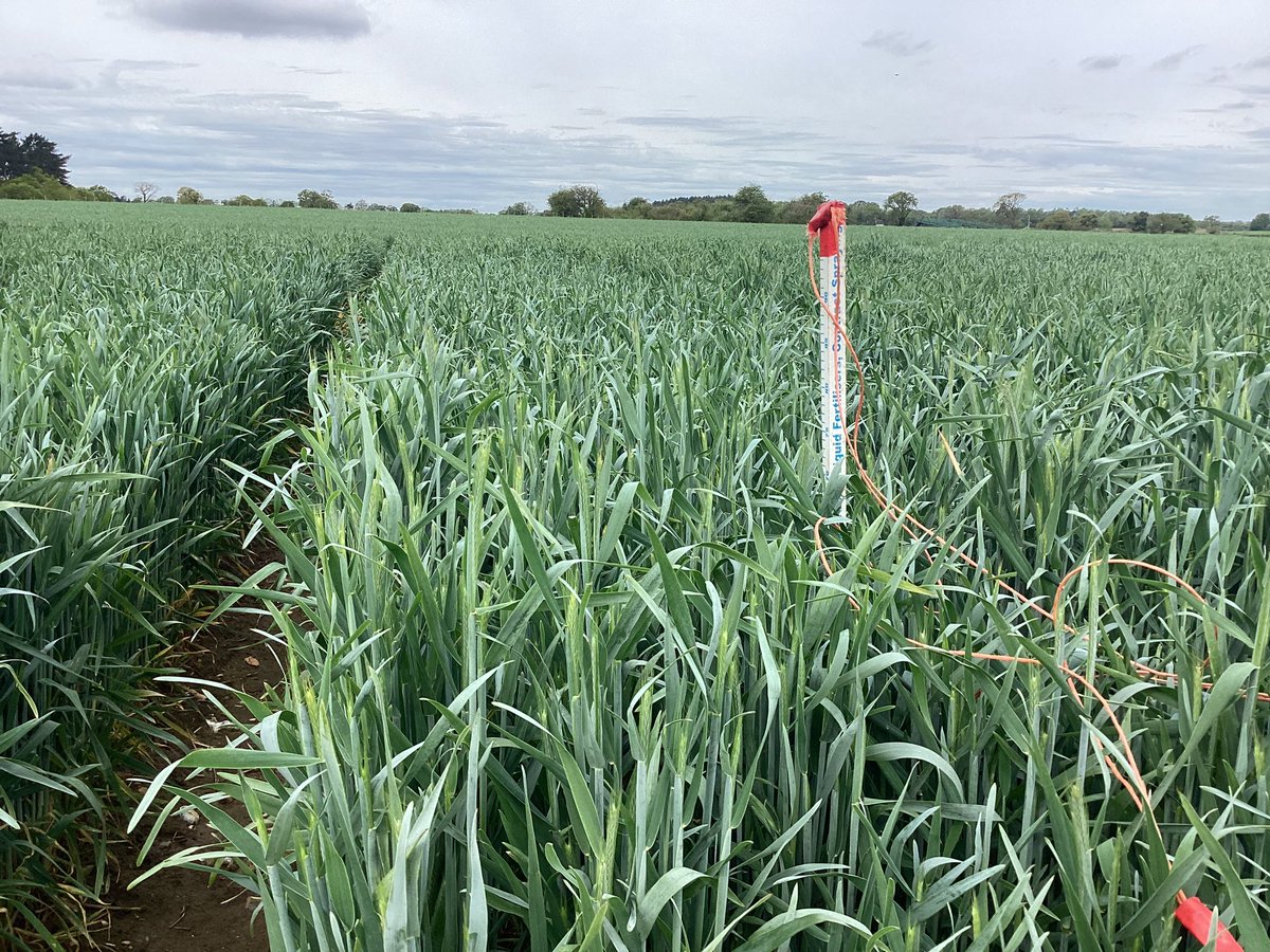 SaatenUk's tweet photo. The power of plant growth regulators in #HybridRye. Same variety same field, about 24m apart. First two pictures with no PGR (or fungicide), second two pics with a normal farm program of PGR and fungicide. https://t.co/M3bpR6LY9T