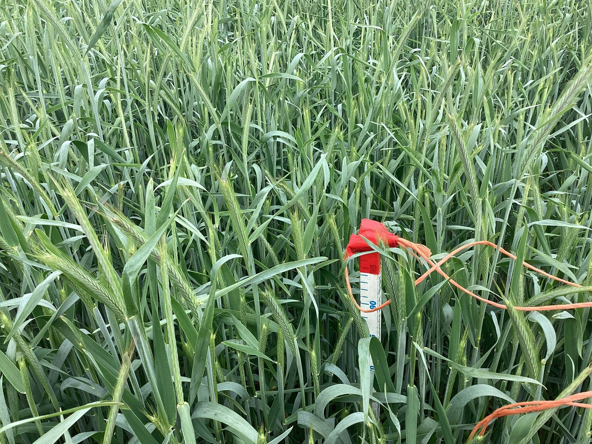 SaatenUk's tweet photo. The power of plant growth regulators in #HybridRye. Same variety same field, about 24m apart. First two pictures with no PGR (or fungicide), second two pics with a normal farm program of PGR and fungicide. https://t.co/M3bpR6LY9T