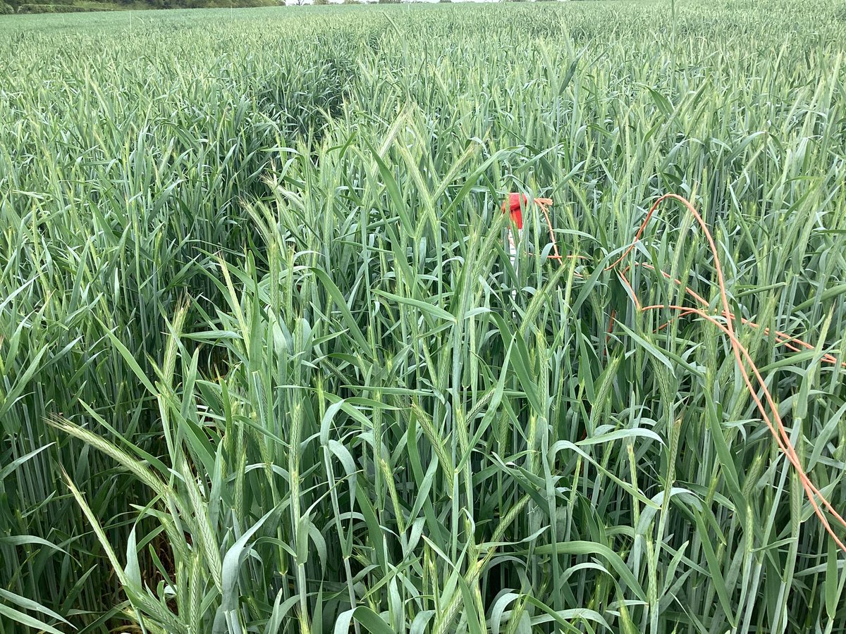 SaatenUk's tweet photo. The power of plant growth regulators in #HybridRye. Same variety same field, about 24m apart. First two pictures with no PGR (or fungicide), second two pics with a normal farm program of PGR and fungicide. https://t.co/M3bpR6LY9T