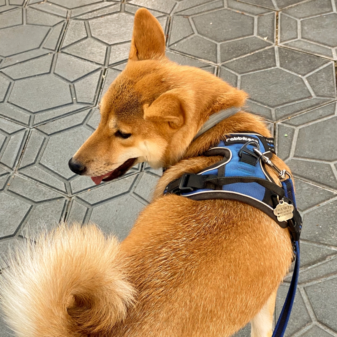 BVirtualTweets's tweet photo. #Birthday! 🎉❤️🎂
On a May day – only 2 short years ago – a furry little angel fell to Earth &amp; entered our lives.  Frankie, our favourite Shiba Inu, had arrived!

Soon after, she began her internship with us,
&amp; she's been advancing ever since.

So, Happy Birthday, peque! 🐾🐾🐾 https://t.co/QM0scxOwcI
