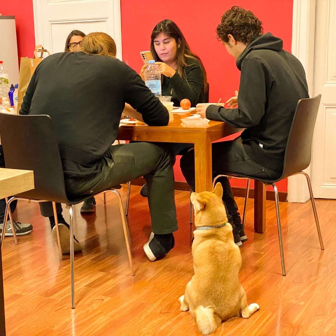 BVirtualTweets's tweet photo. #Birthday! 🎉❤️🎂
On a May day – only 2 short years ago – a furry little angel fell to Earth &amp; entered our lives.  Frankie, our favourite Shiba Inu, had arrived!

Soon after, she began her internship with us,
&amp; she's been advancing ever since.

So, Happy Birthday, peque! 🐾🐾🐾 https://t.co/QM0scxOwcI