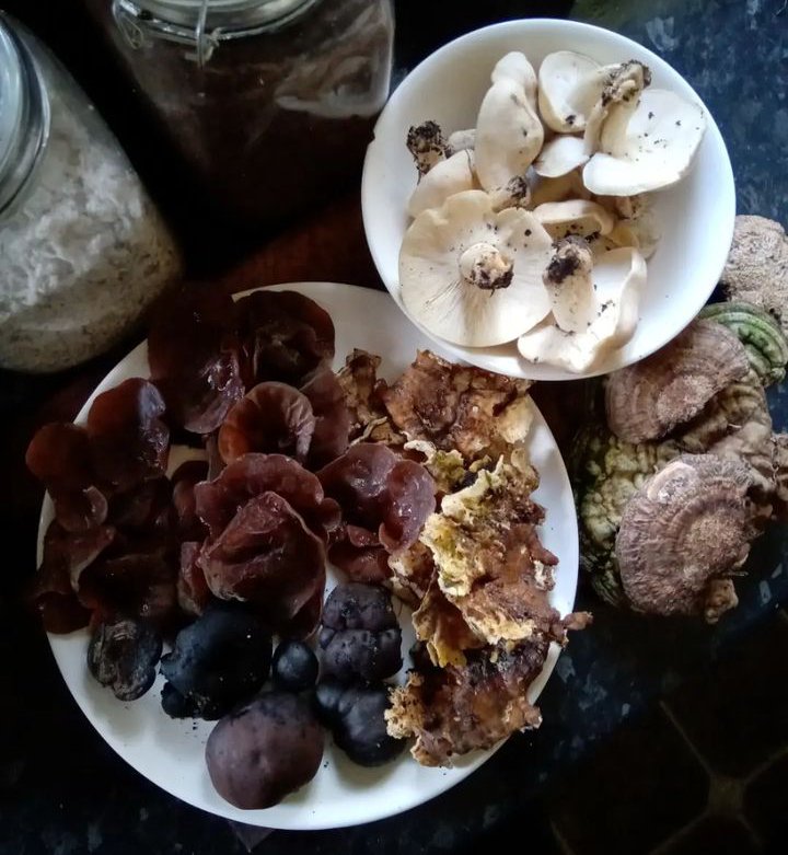 HartandHeath's tweet photo. Foraged treasures -
Medicinal Auricularia Auricula-Judae, Trametes Versicolor, Daldinia Concentrica, Ganoderma Applanatum and edible/medicinal Calocybe Gambosa....and magical mystical Marcelline cat ✨ https://t.co/gv51AhweJT