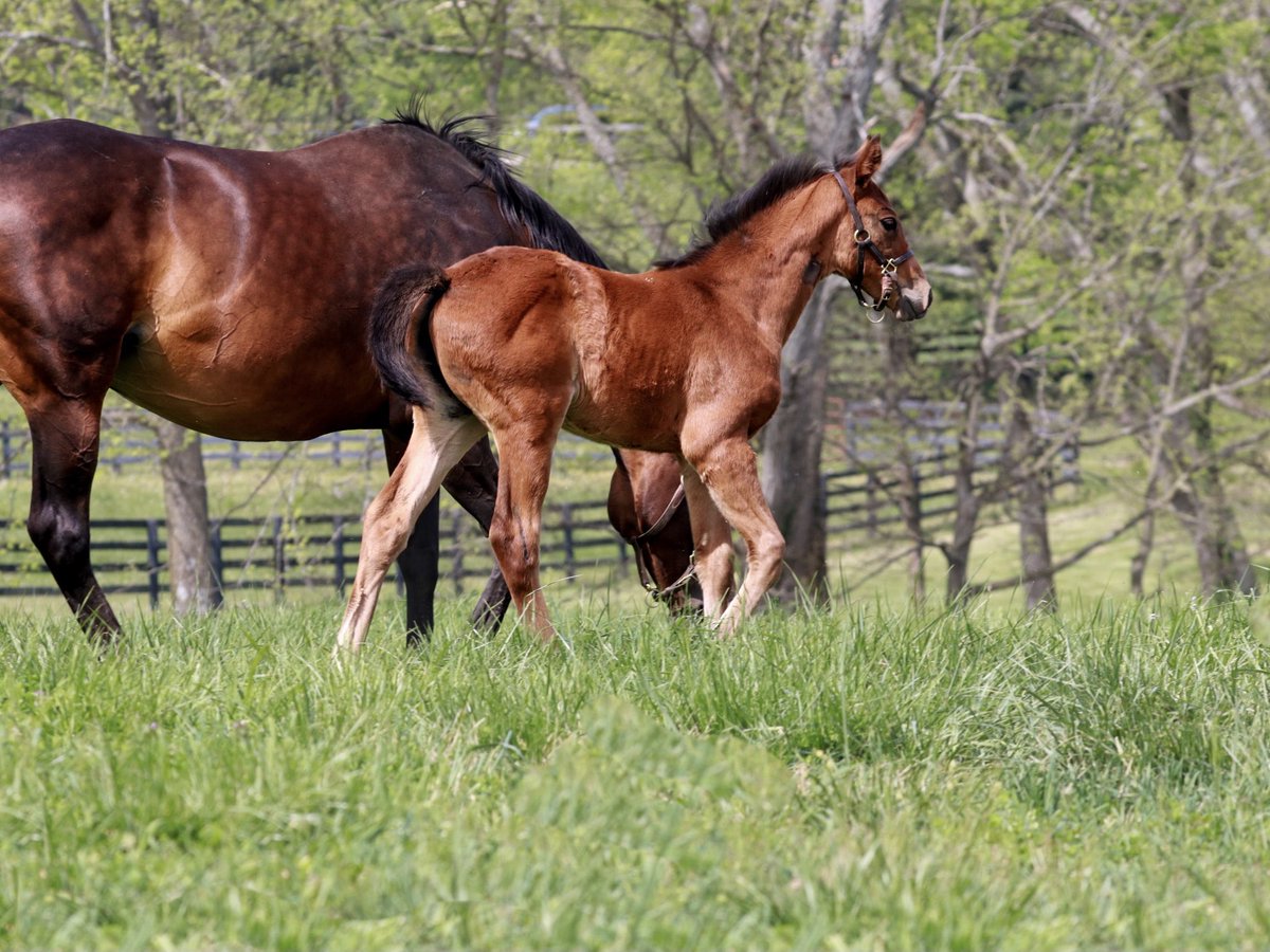 Good Magic Monday 😏 #glennwood #goodmagic Good Magic x Street Rumor filly @johndgunther