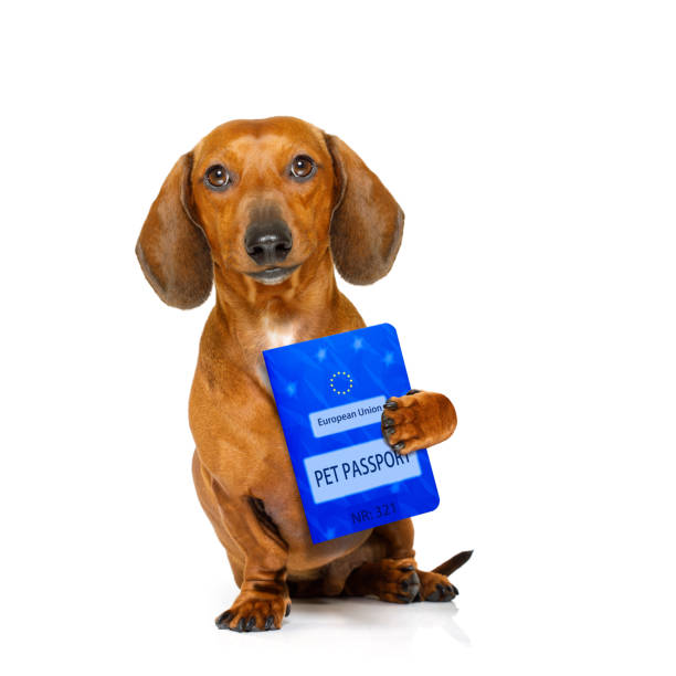 Al momento de buscar información sobre el Pasaporte Europeo para mi mascota me encontré con smylepets.com/perros/viajar/…  me aclaro demasiadas dudas para solicitarlo.
@espaibarcelona @ElenaLaLaSM

#PasaporteParaMascota
#ViajarConPerro
#PasaporteEuropeoMascota
#NosGustaEnseñar