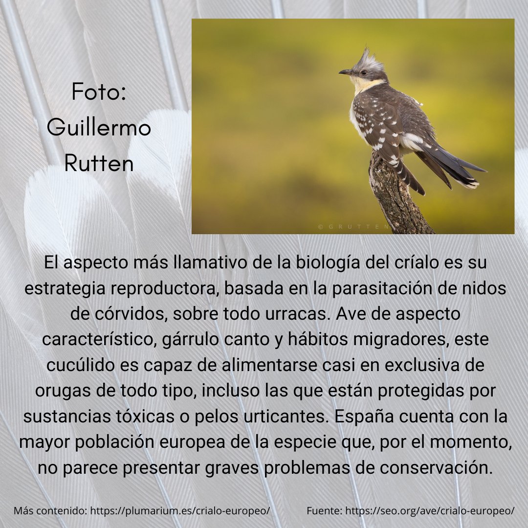 Plumarium_info's tweet image. Críalo europeo (Clamator glandarius)

🇬🇧 English: Great Spotted Cuckoo.
🇩🇪 German: Häherkuckuck.
🇫🇷 French: Coucou geai.

Para más contenido / For more content:

plumarium.es/crialo-europeo/

#plumarium #críaloeuropeo #greatspottedcuckoo #clamatorglandarius