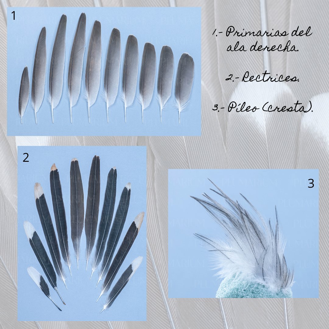Plumarium_info's tweet image. Críalo europeo (Clamator glandarius)

🇬🇧 English: Great Spotted Cuckoo.
🇩🇪 German: Häherkuckuck.
🇫🇷 French: Coucou geai.

Para más contenido / For more content:

plumarium.es/crialo-europeo/

#plumarium #críaloeuropeo #greatspottedcuckoo #clamatorglandarius