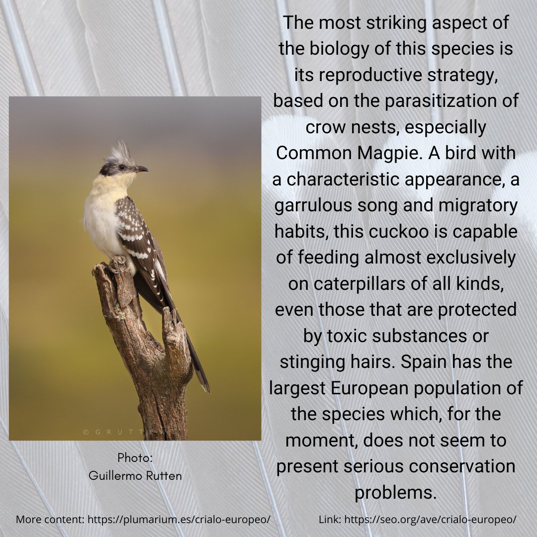 Plumarium_info's tweet image. Críalo europeo (Clamator glandarius)

🇬🇧 English: Great Spotted Cuckoo.
🇩🇪 German: Häherkuckuck.
🇫🇷 French: Coucou geai.

Para más contenido / For more content:

plumarium.es/crialo-europeo/

#plumarium #críaloeuropeo #greatspottedcuckoo #clamatorglandarius