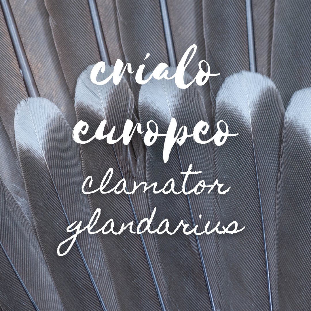 Plumarium_info's tweet image. Críalo europeo (Clamator glandarius)

🇬🇧 English: Great Spotted Cuckoo.
🇩🇪 German: Häherkuckuck.
🇫🇷 French: Coucou geai.

Para más contenido / For more content:

plumarium.es/crialo-europeo/

#plumarium #críaloeuropeo #greatspottedcuckoo #clamatorglandarius