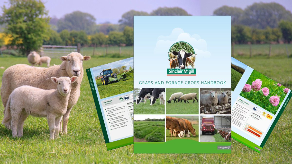 Our latest Sinclair McGill Grass and Forage Handbook is available to download now! 🙌🐏

Download here 👉 bit.ly/3ZFjs6Z