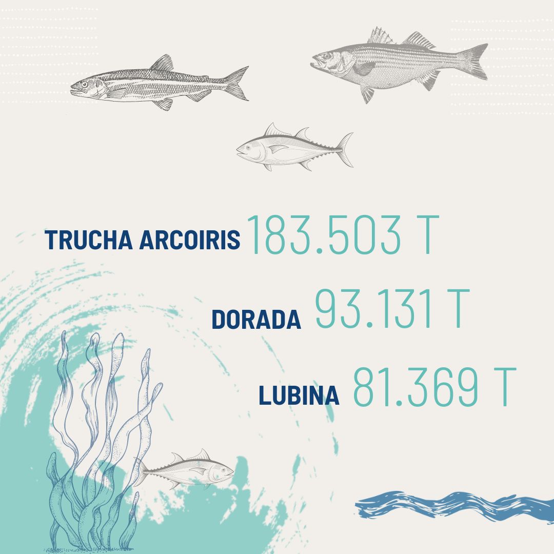 APROMAR_acui's tweet image. 🐟Las principales especies que se cultivan en #Acuicultura en la UE son: la #Trucha arcoíris, la #Dorada y la #Lubina. 

#AcuiculturadeEspaña #Pescado