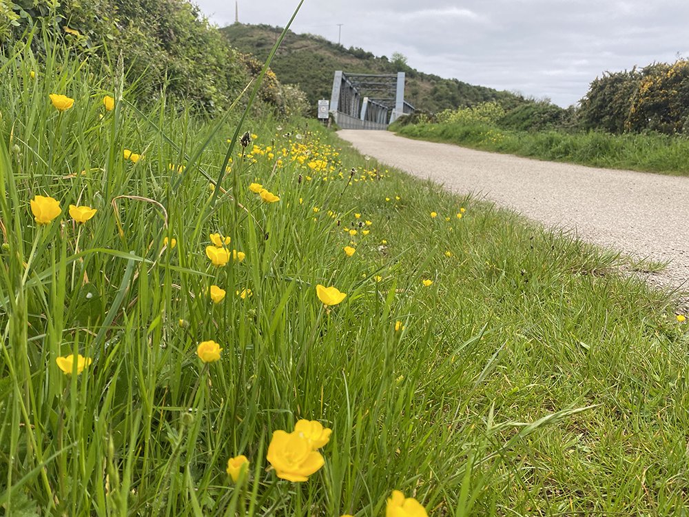 Buttercups on the trail 😍

 #CamelTrail #BikeHire #CornwallCycling #BetweenTheShowers #OutdoorActivities #Wadebridge #Padstow #BodminMoor #CycleCornwall #PedalPower #GetOutdoors #CycleLife #CornwallHoliday #VisitCornwall #DiscoverCornwall #Weatherproof #CycleInRain