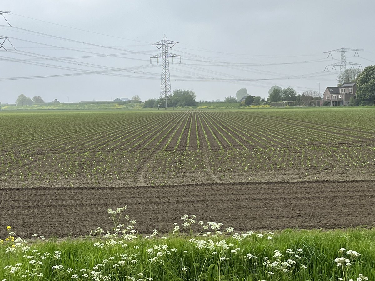 De bieten gaan lekker! Vroeg zaaien heeft goed uitgepakt. Alleen 6 meter op het vooreind over moeten zaaien