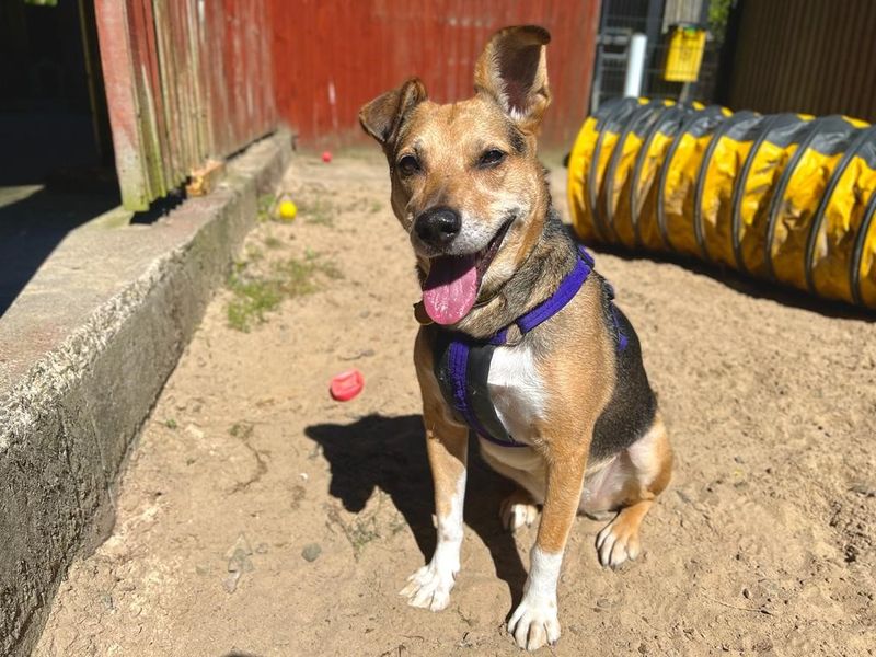 Please retweet to help Rania find a home #GLASGOW #SCOTLAND #UK  

Large Cross breed aged 5-7. She may not have lived in a home before and is looking for an adult home to go on with training.  She needs to the only pet in the home.  

DETAILS or APPLY👇 dogstrust.org.uk/rehoming/dogs/……