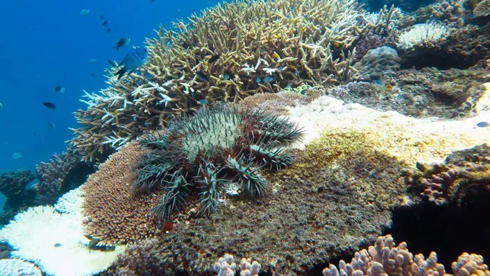 CESKenya's tweet photo. Happy #BiodiversityMonday with this spiky, toxic #coraleater! The Crown-of-thorns #starfish are large #marine #invertebrates which feed on #coral as adults. They are often referred to as #COTS and occur naturally throughout the Indo-Pacific region!
https://t.co/oyV5ot4HAV https://t.co/ihud8FnlVd