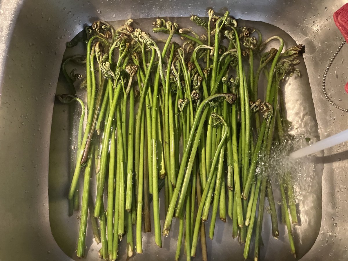 giroaqui's tweet photo. #bracken is a super universal fern so many cultures have been eating this despite its toxicity and #japan is no exception. It has to be properly treated before eating. I use the Japanese method (because I don’t know any other way 😂): #ワラビ #foraging #foraginguk #foodporn #和食 https://t.co/cruaCvx5Y6