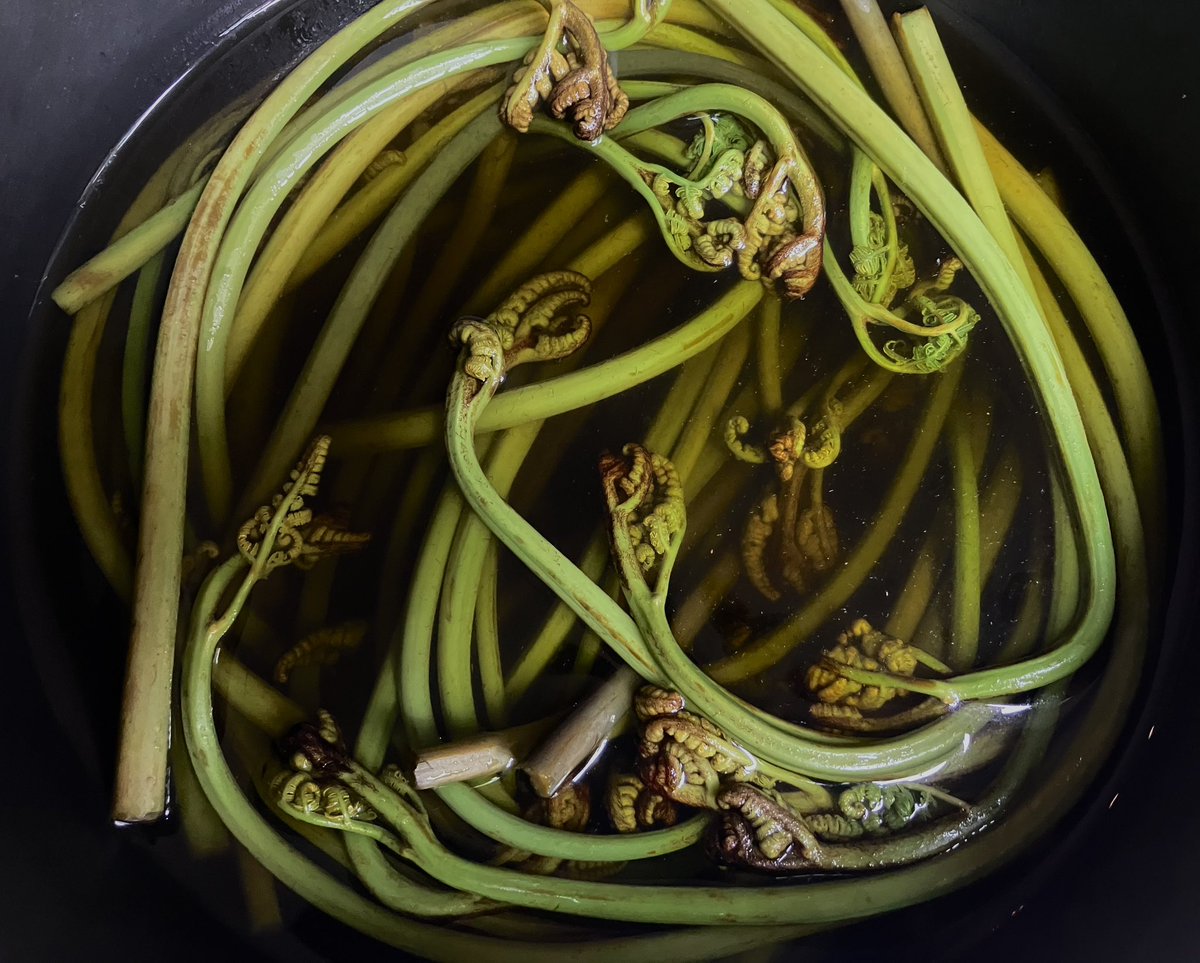 giroaqui's tweet photo. #bracken is a super universal fern so many cultures have been eating this despite its toxicity and #japan is no exception. It has to be properly treated before eating. I use the Japanese method (because I don’t know any other way 😂): #ワラビ #foraging #foraginguk #foodporn #和食 https://t.co/cruaCvx5Y6