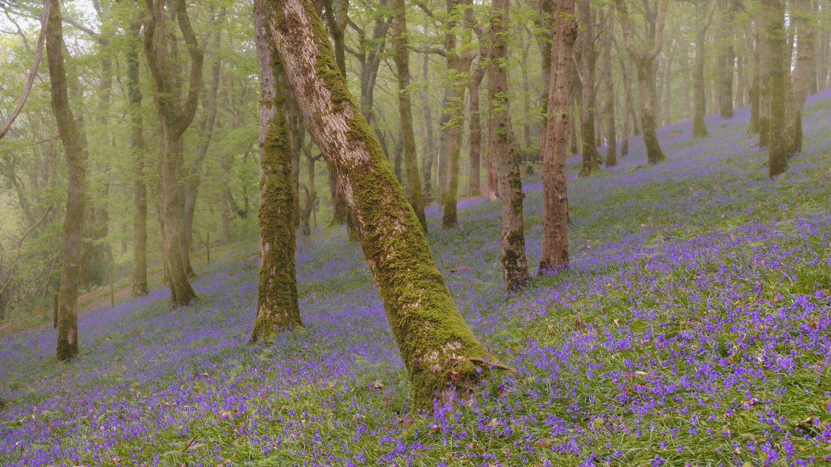 Not posted here in a while, but as it’s bluebell season and I’ve finally found some in Snowdonia, I thought it would be rude not too!
#bluebells #woodlandphotography #WexMondays #fsprintmonday #sharemondays2023
