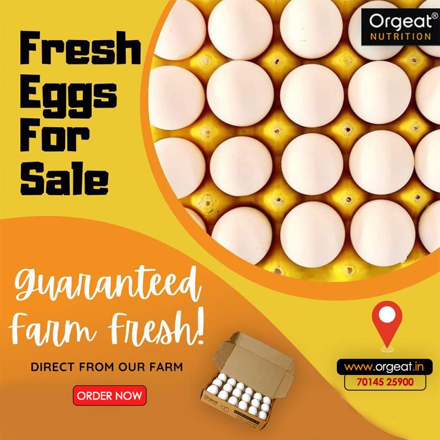 orgeatonline's tweet photo. Farm Eggs are full of protein, vitamins, minerals, high-quality protein, good fats and various other nutrients.
Taste healthy and fresh eggs, do reach us through the given contact details.
Order Now

#orgeatnutrition #orgeat #eggs #eggsforbreakfast #onlinecoach #ordereggs https://t.co/wFyjYpwt1u