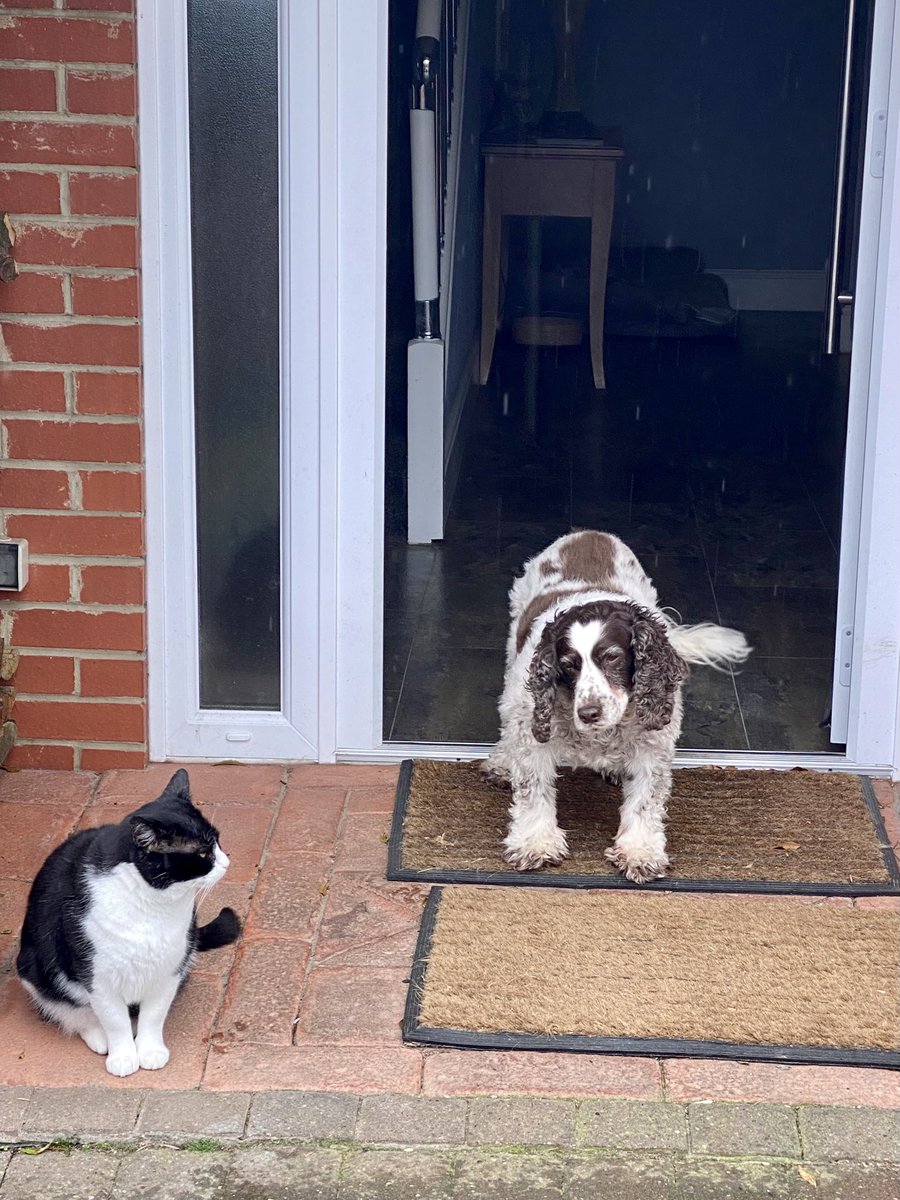 Go out?
In this?
No way!
☔️🌧️🌂💧☔️🌧️🌂💧
#RainingCatsAndDogs #StayingIn #NotGoingOut