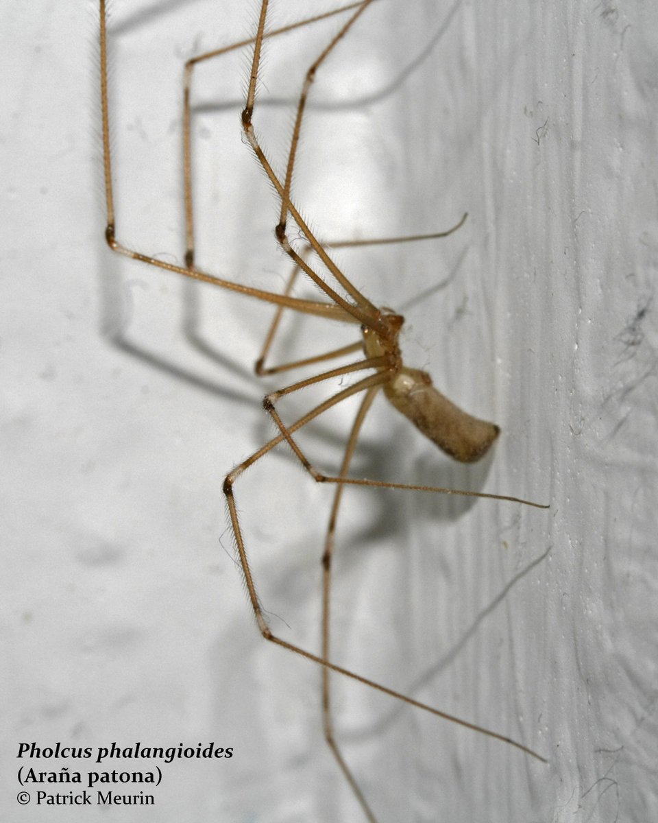 Si la ves en tu casa...¡No la elimines! 🕷️🕸️🚫

Se trata de un fólcido, una araña totalmente inofensiva para el ser humano que disfruta mucho de los rincones más oscuros y húmedos de tu hogar. Además, es una gran aliada en la lucha contra otros insectos, como los mosquitos 🦟.