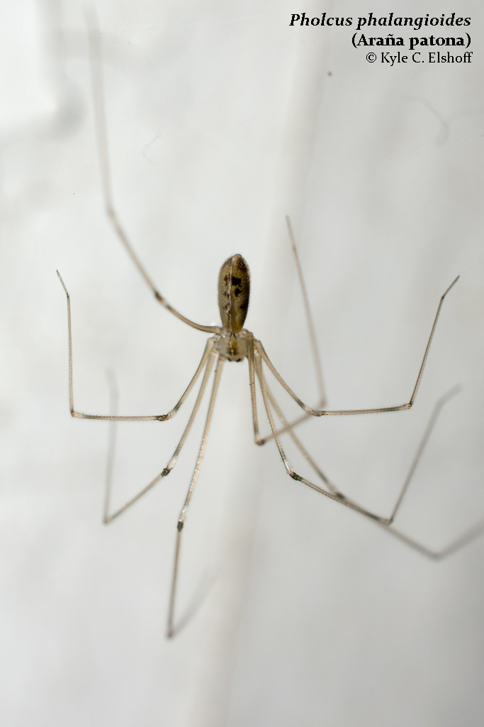 EntomoDaily tweet media