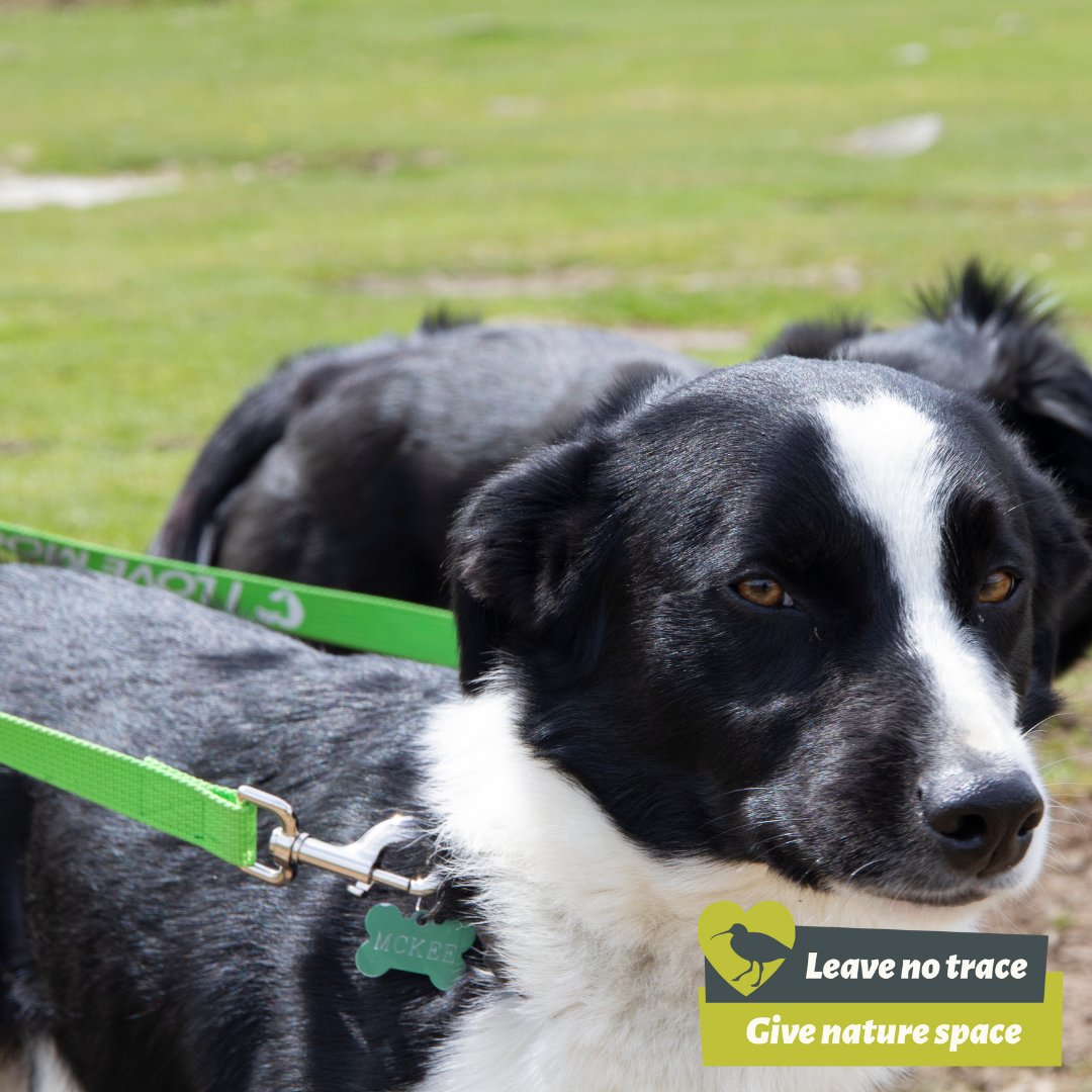dartmoornpa's tweet photo. If youโre bringing your dog on your Dartmoor adventure ๐โ๐ฆบ to #WalkThisMay then please remember to keep dogs on leads for ground nesting bird season ๐ฃ๐
Follow the #RangerCode and Love Moor Life ๐ https://t.co/43q4Z6tAwa https://t.co/ns4Ub35gFb
