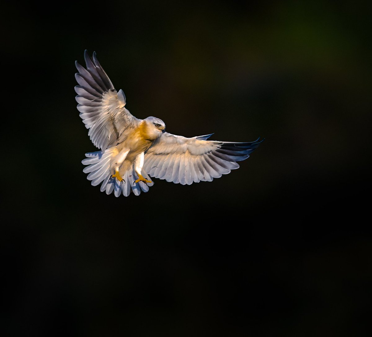 Ranabasak87's tweet photo. Beauty of wings
Bird ID: Black-shouldered kite
Camera: Nikon Z9, 500pf
Location: Rajasthan, India.
#indiaves #bbcwildlifepotd #natgeoindia
#NatGeo #ThePhotoHour #BirdsSeenin2023 #birds #bbceart #amazingnature https://t.co/9PdsUSwBAp