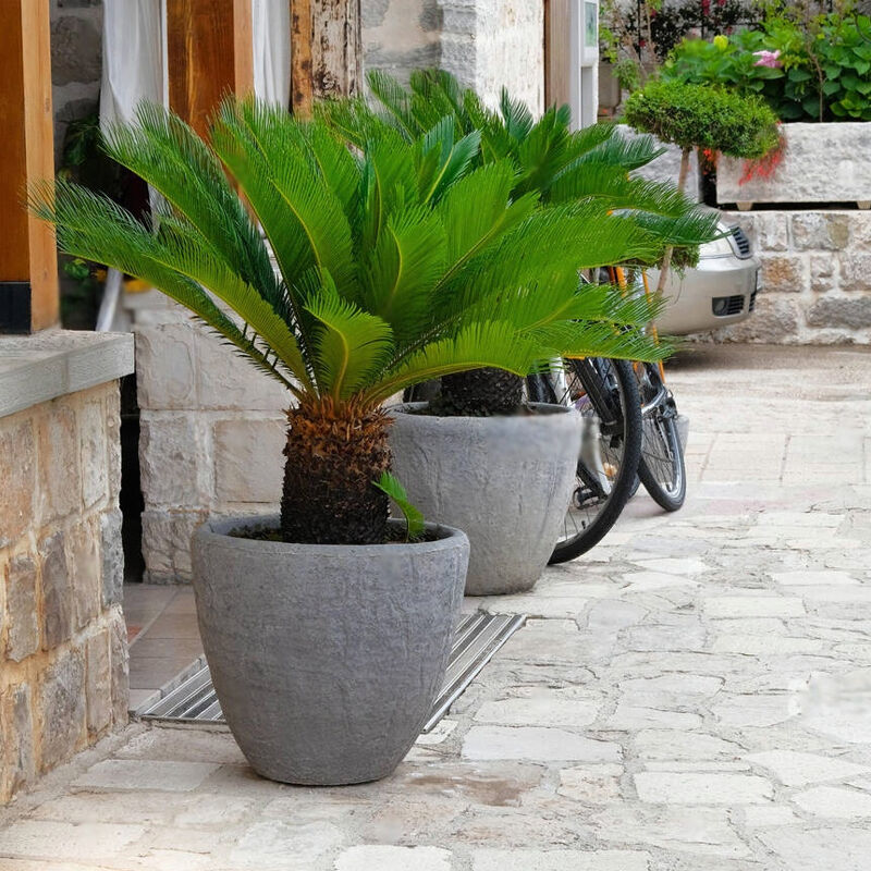 nurserylive's tweet image. Cycas: Ancient plant species resembling palm, used as houseplants and in landscaping, requires minimal care, and adds a tropical touch.

Checkout: bit.ly/3B1Pro8

#Cycas #SagoPalm #TropicalPlants #GardenDesign
